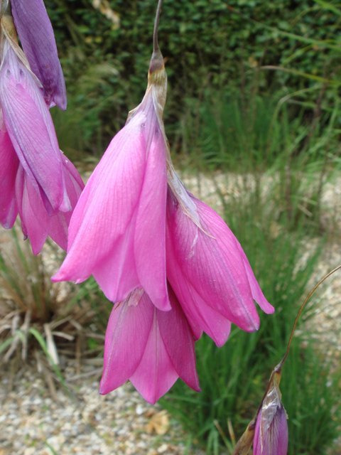 Dierama pulcherrima fleur